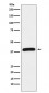 Anti-HIF1AN Rabbit Monoclonal Antibody