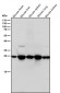 Anti-BAP31 Rabbit Monoclonal Antibody