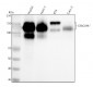 Anti-CEACAM1 Rabbit Monoclonal Antibody