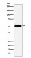 Anti-Prostatic Acid Phosphatase Rabbit Monoclonal Antibody