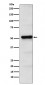 Anti-PICK1 Rabbit Monoclonal Antibody