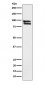 Anti-OS9 Rabbit Monoclonal Antibody