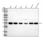 Anti-STUB1 Rabbit Monoclonal Antibody