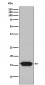 Anti-GRIM19 Rabbit Monoclonal Antibody