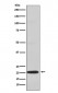 Anti-CD3G Rabbit Monoclonal Antibody