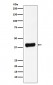 Anti-Galectin 8 Rabbit Monoclonal Antibody