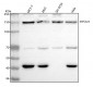 Anti-ORP150 Rabbit Monoclonal Antibody