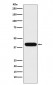 Anti-ATOH1 Rabbit Monoclonal Antibody