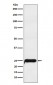 Anti-COMT Rabbit Monoclonal Antibody