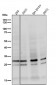 Anti-COMT Rabbit Monoclonal Antibody