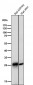 Anti-COMT Rabbit Monoclonal Antibody