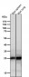 Anti-COMT Rabbit Monoclonal Antibody