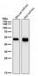 Anti-Glutathione Synthetase Rabbit Monoclonal Antibody