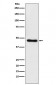 Anti-CtBP1 Rabbit Monoclonal Antibody