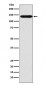 Anti-SLC9A1 Rabbit Monoclonal Antibody