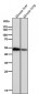 Anti-Retinoid X Receptor alpha Rabbit Monoclonal Antibody