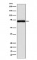 Anti-Frizzled 8 Rabbit Monoclonal Antibody