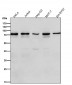 Anti-Frizzled 8 Rabbit Monoclonal Antibody