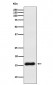 Anti-VAMP1 Rabbit Monoclonal Antibody