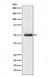 Anti-Cytochrome P450 2C9 Rabbit Monoclonal Antibody