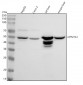 Anti-CYP27A1 Rabbit Monoclonal Antibody