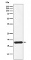 Anti-Ndufs4 Rabbit Monoclonal Antibody