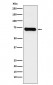 Anti-LysRS Rabbit Monoclonal Antibody