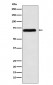 Anti-NXF1 Rabbit Monoclonal Antibody