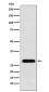 Anti-PGAM1 Rabbit Monoclonal Antibody