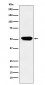 Anti-Cytochrome P450 4A Rabbit Monoclonal Antibody