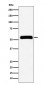 Anti-IMPDH2 Rabbit Monoclonal Antibody