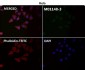 Anti-CD27 Rabbit Monoclonal Antibody