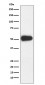 Anti-CD27 Rabbit Monoclonal Antibody