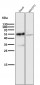 Anti-CD27 Rabbit Monoclonal Antibody