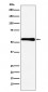 Anti-CBS Rabbit Monoclonal Antibody