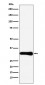Anti-Bcl10 Rabbit Monoclonal Antibody