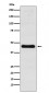 Anti-CXCR5 Rabbit Monoclonal Antibody