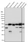 Anti-Lumican Rabbit Monoclonal Antibody