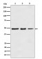 Anti-eEF1A1 Rabbit Monoclonal Antibody