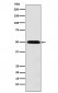 Anti-MCT1 Rabbit Monoclonal Antibody