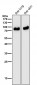 Anti-CD105 Rabbit Monoclonal Antibody