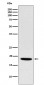 Anti-NDUFS4 Rabbit Monoclonal Antibody