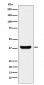 Anti-Protein Phosphatase 1 beta Rabbit Monoclonal Antibody