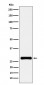 Anti-RFA2 Rabbit Monoclonal Antibody