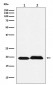 Anti-SRSF3 Rabbit Monoclonal Antibody