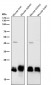 Anti-SRSF3 Rabbit Monoclonal Antibody