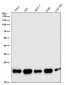 Anti-SRSF3 Rabbit Monoclonal Antibody