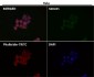 Anti-ATAD2 Rabbit Monoclonal Antibody