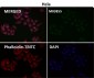 Anti-ATAD2 Rabbit Monoclonal Antibody