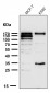 Anti-ATAD2 Rabbit Monoclonal Antibody